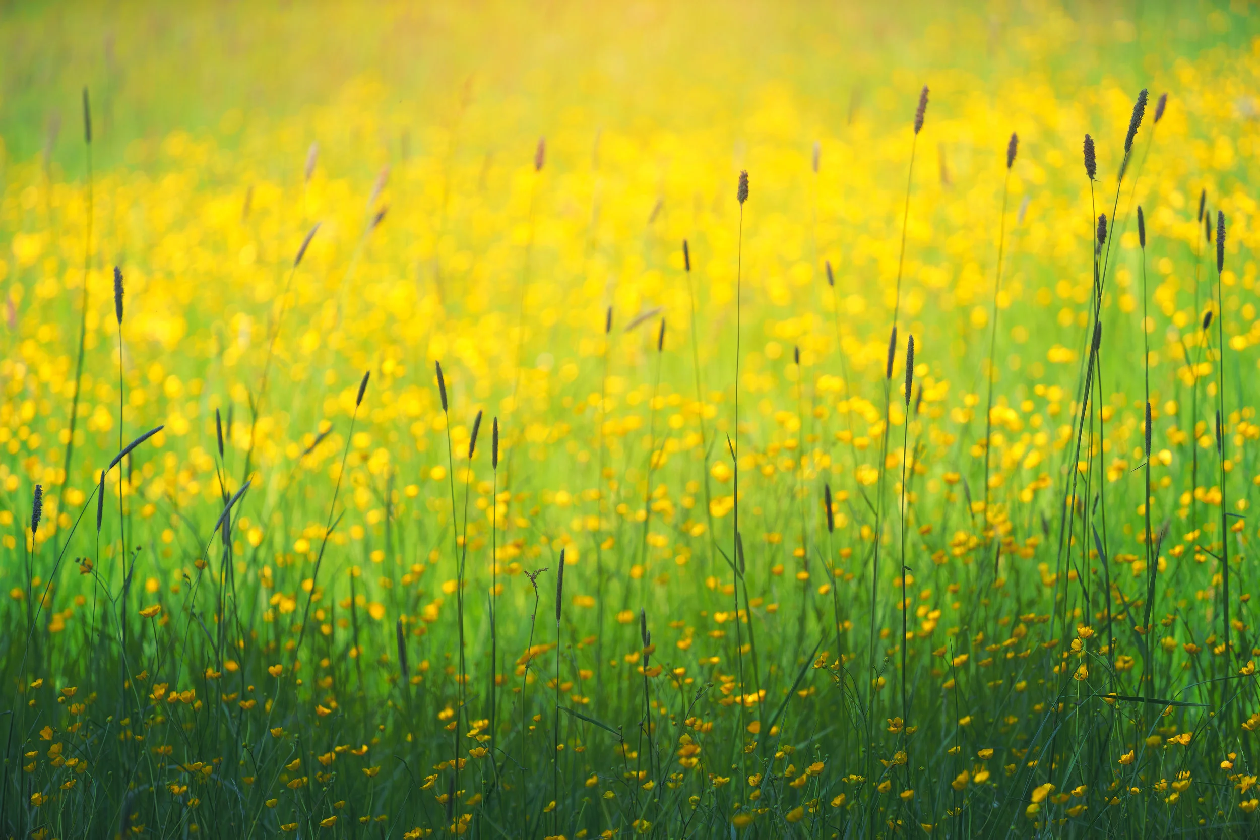 Sneezing and wheezing? How to survive the pollen season