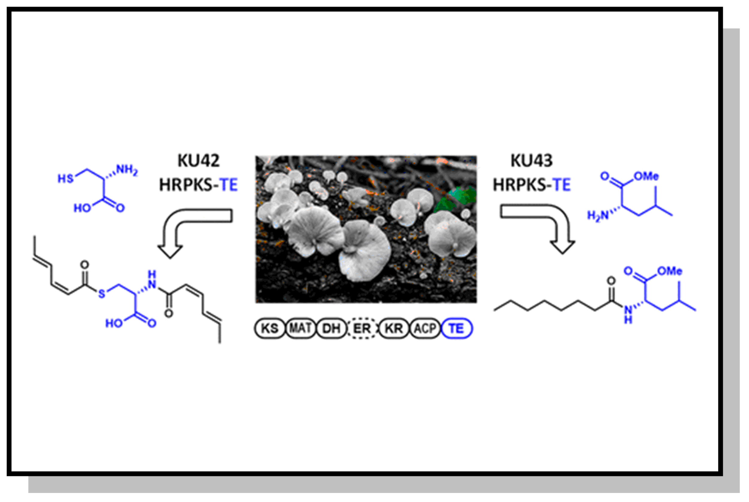 Collaboration with the Tang Lab published in JACS