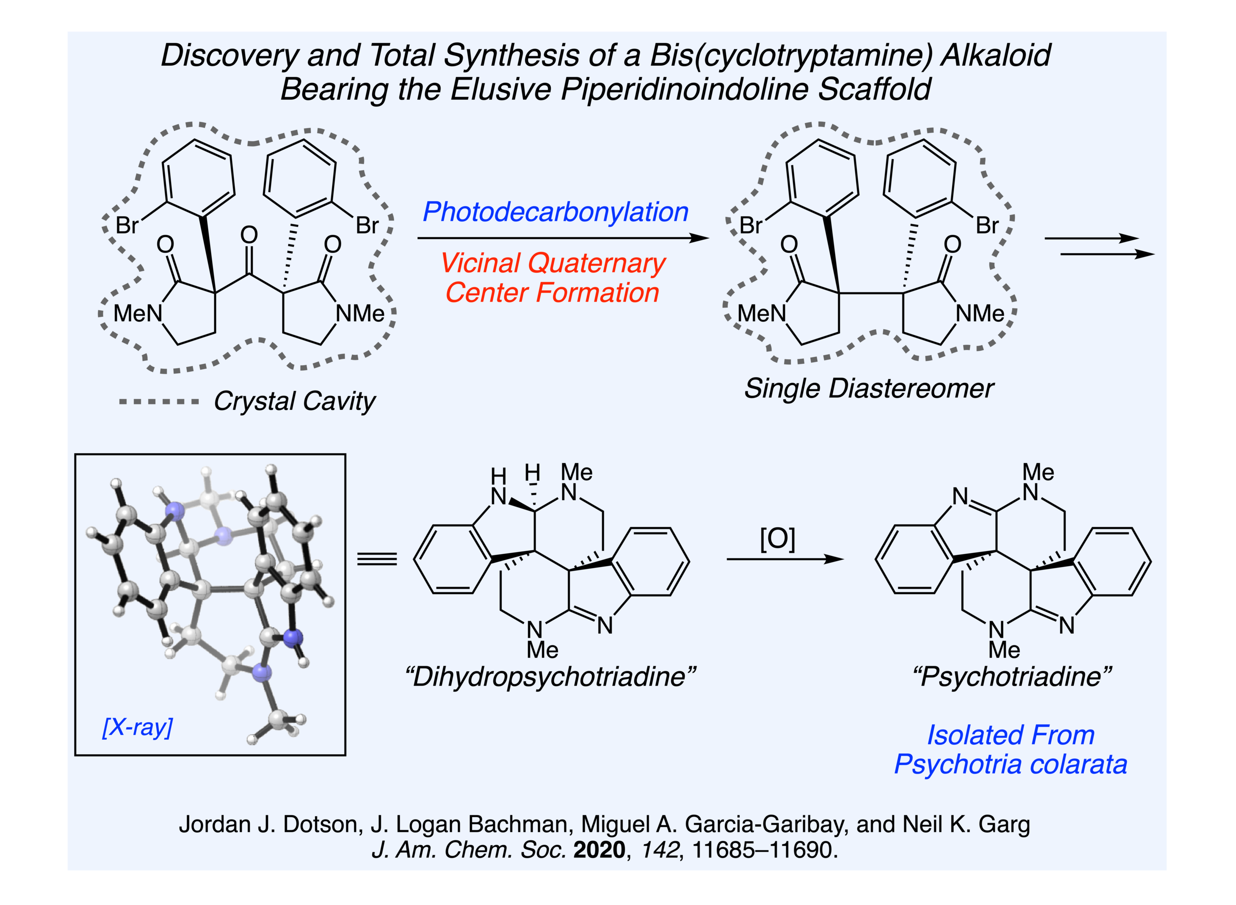 Psychotriadine Synthesis Research Slide.png