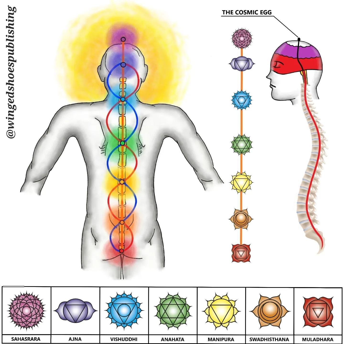 &quot;The Kundalini is evolutionary energy at the base of the spine (in the coccyx region) that is said to be coiled three and a half times in its state of potential in unawakened humans. The word &quot;Kundalini&quot; is of Eastern origin, namely Yo