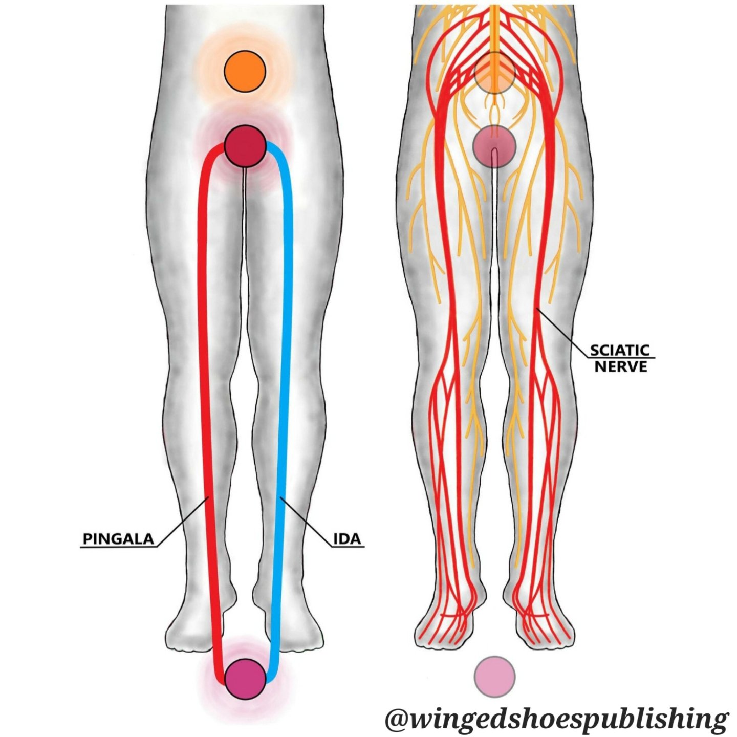 &quot;The Sciatic Nerve is the largest peripheral nerve in the human body formed by the union of five nerve roots from the Sacral Plexus. It is 2cm in diameter and runs through the thigh and leg, down to the sole. The Sciatic Nerve functions as a roo