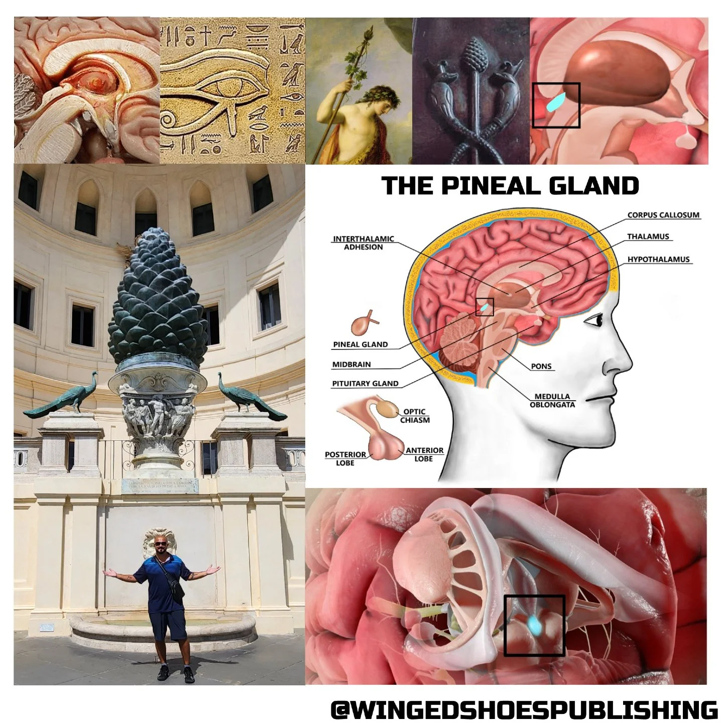 &quot;The word &quot;Pineal&quot; is derived from the Latin word &quot;pinealis,&quot; referring to a pinecone, the gland's shape. Ancient traditions widely depicted the Pineal Gland in their art and sculpture. However, its meaning and role were veil