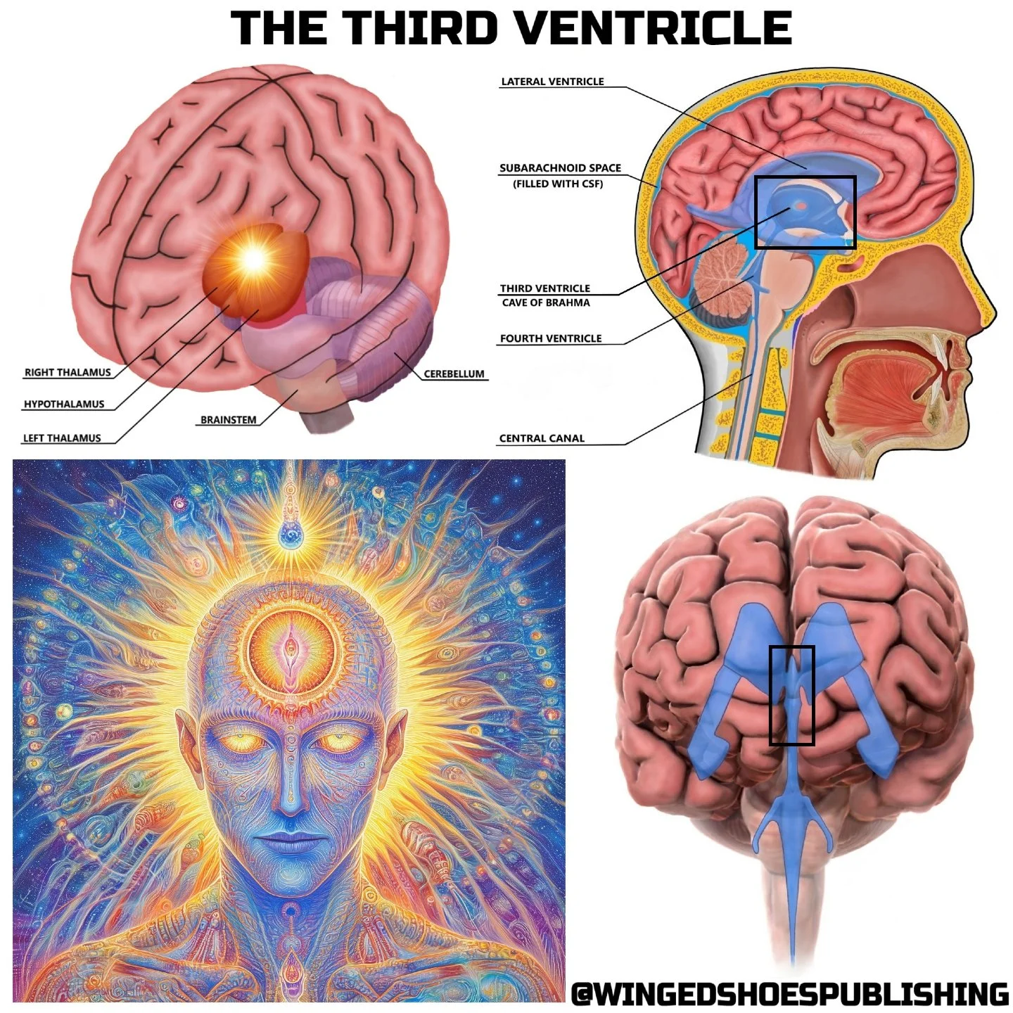 &quot;Cerebrospinal Fluid (CSF for short) is a clear liquid substance that bathes the spaces within and around the spinal cord as well as the brainstem and brain. It plays a crucial role in sustaining consciousness, coordinating all physical activity