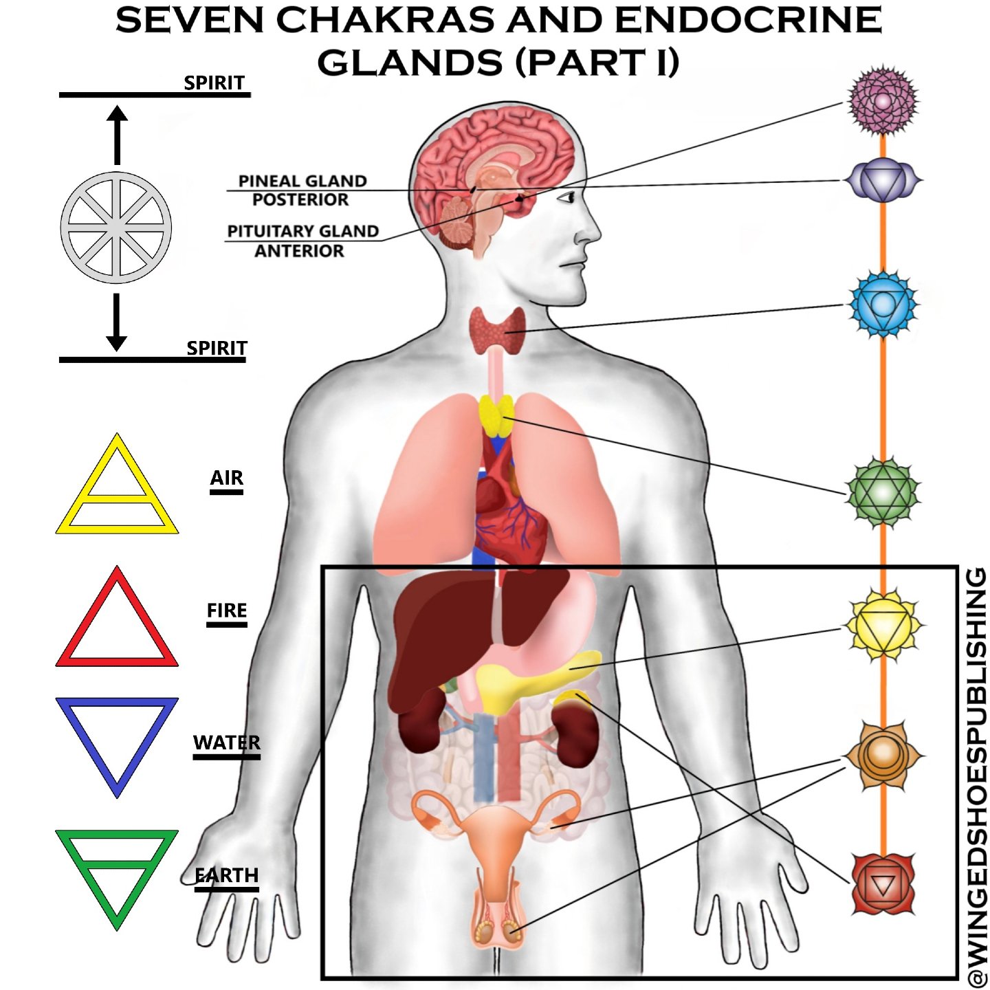 &quot;Each of the Major Chakras is paired with an endocrine gland(s), and they govern their functions. In many cases, the individual Chakras affect the organs surrounding those glands as well. The endocrine system is part of the body&rsquo;s primary 
