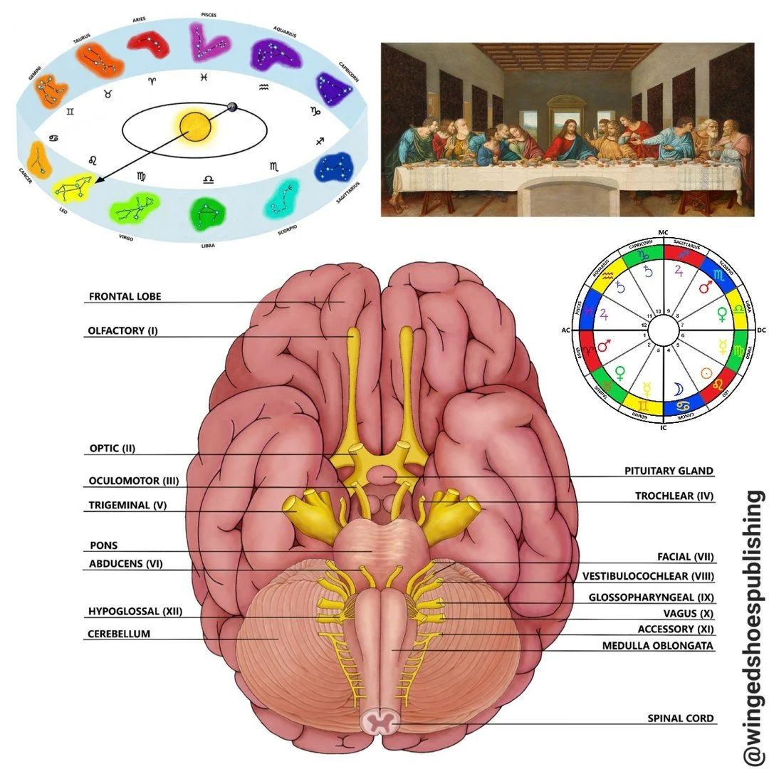 The Twelve Pairs of Cranial Nerves correspond with the Twelve Zodiacal Constellations. As such, they exemplify the Hermetic Principle of "As Above, So Below." There are twelve "pairs" since we live in a world of Duality where ther