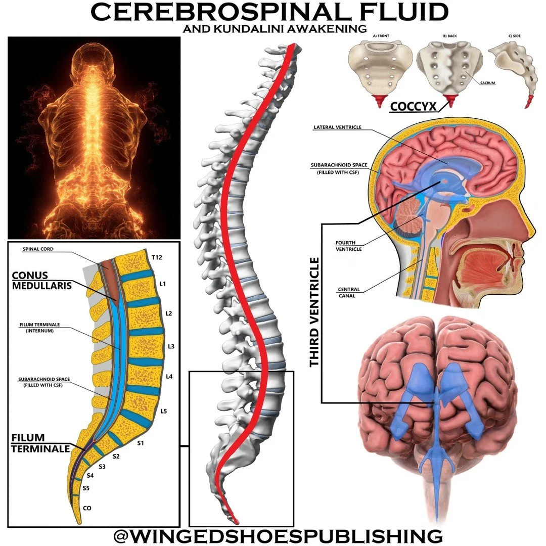 "The three Nadis of Ida, Pingala, and Sushumna meet at the Third Ventricle, this Cerebrospinal Fluid (CSF)-filled radiant space in the middle of our heads. Once the Kundalini and the activated Nadis enter the Third Ventricle area, the Pineal and