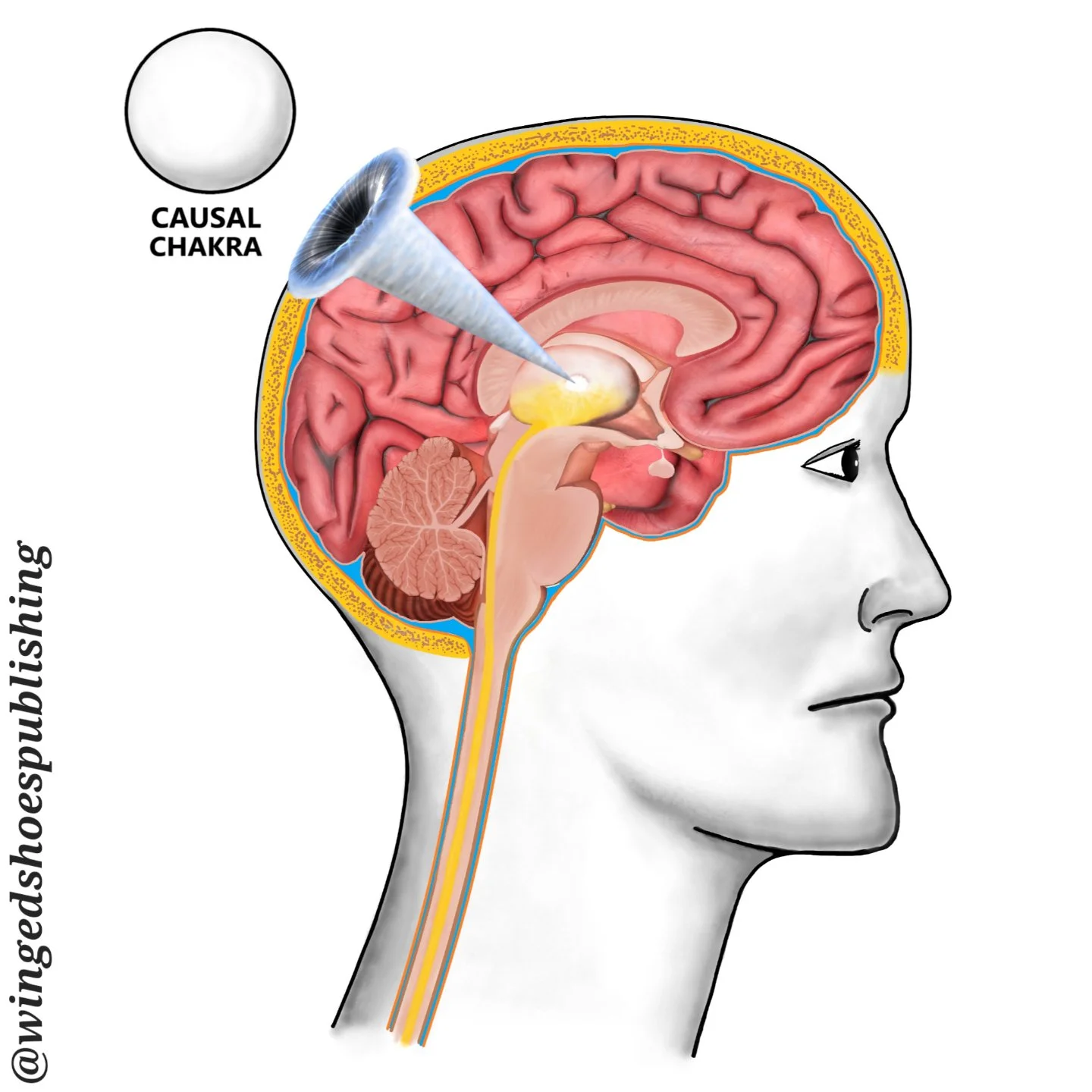 "The Bindu serves as the gateway to the Causal Chakra, which is approximately two to three inches away from the top back of the head once you project a straight line from the Thalamus. Then, it lines up with Sahasrara Chakra, which lies directly