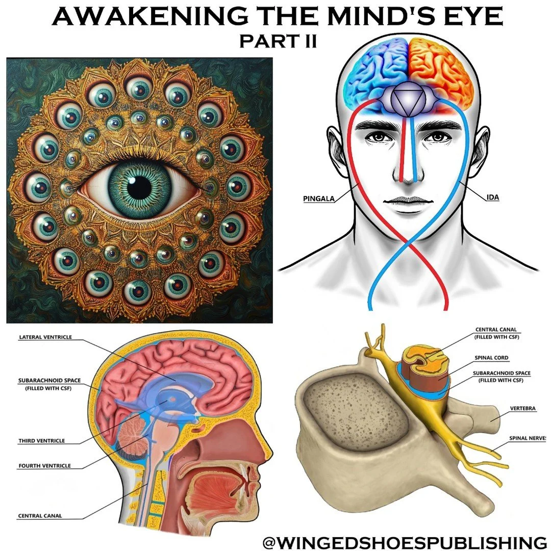 AWAKENING THE MIND'S EYE (PART II)
"The Third Ventricle is filled with Cerebrospinal Fluid (CSF), which acts as the medium for carrying information from one part of the brain to the next. The sacrum pumps the CSF up the spinal cord and into the 