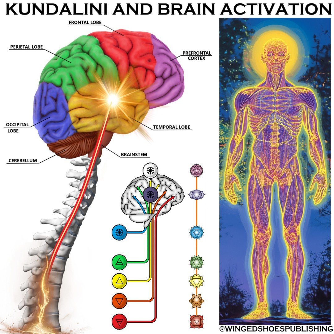 "With a full Kundalini awakening, as the energy rises through the spinal cord, large amounts of high-octane energy reach the brain. This energy flows from the Reticular Formation to the Thalamus and into the Cerebral Cortex, awakening dormant, i