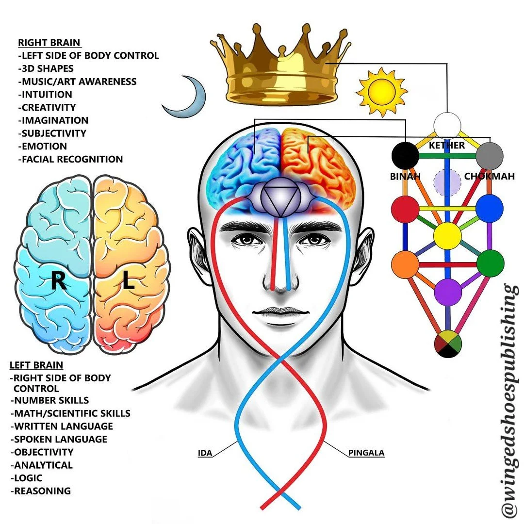 LEFT AND RIGHT BRAIN HEMISPHERES
"In the Qabalah, the two highest inner faculties of a human being are Wisdom and Understanding; both received through intuition. These two aspects of Self exist in duality with one another, as you cannot have one