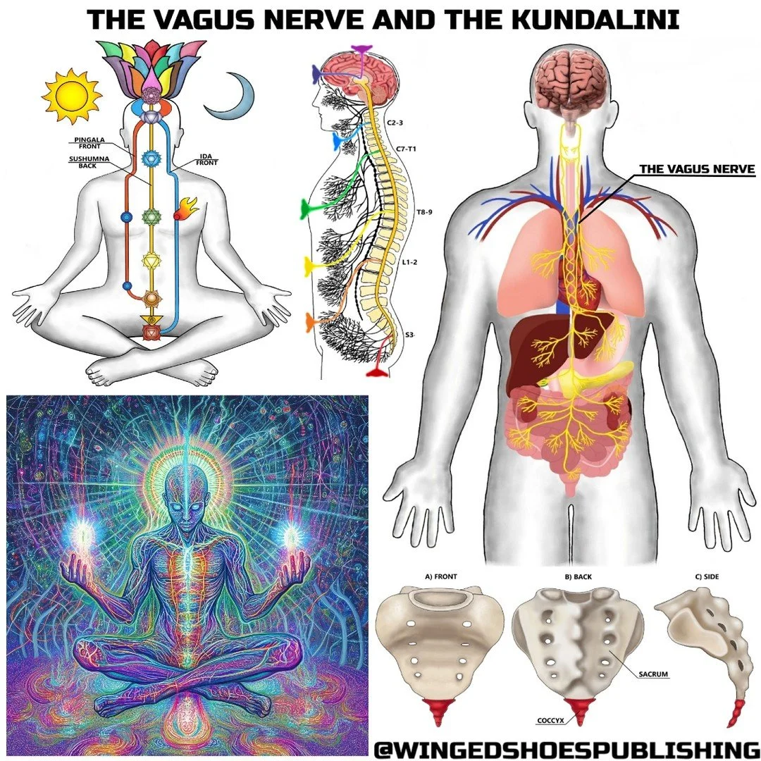 THE VAGUS NERVE AND THE KUNDALINI
"There are interesting similarities between the Vagus Nerve and the Kundalini worth examining. After seeing the correspondences, it will be self-evident that the Vagus Nerve complements the Kundalini awakening p