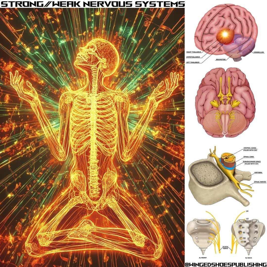 "Stress and anxiety are common problems in today&rsquo;s fast-paced society. Therefore, people often talk about the importance of having a strong nervous system when facing adversity in life. A person with a robust and resilient nervous system f
