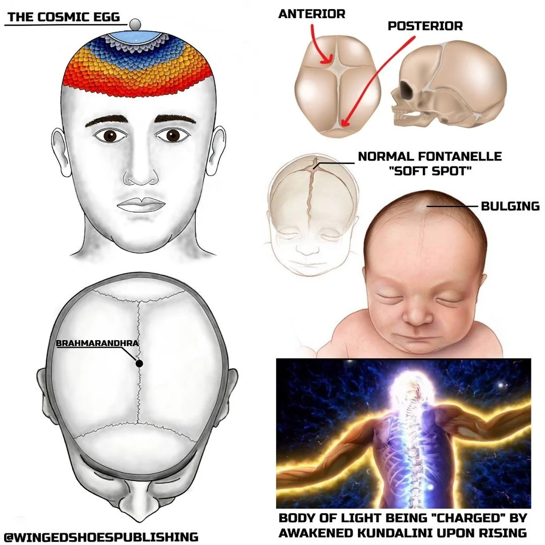 "Brahmarandhra's location is between the two parietal and occipital bones, more specifically in the area of the anterior fontanelle (Figure 133). In a baby, this part of the head is very soft. As the child grows up, the Brahmarandhra closes up w
