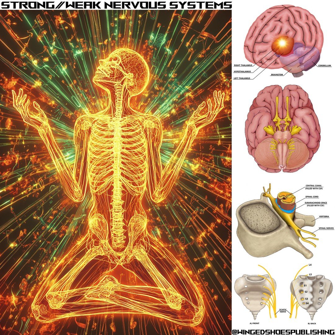 "Stress and anxiety are common problems in today&rsquo;s fast-paced society. Therefore, people often talk about the importance of having a strong nervous system when facing adversity in life. A person with a robust and resilient nervous system f