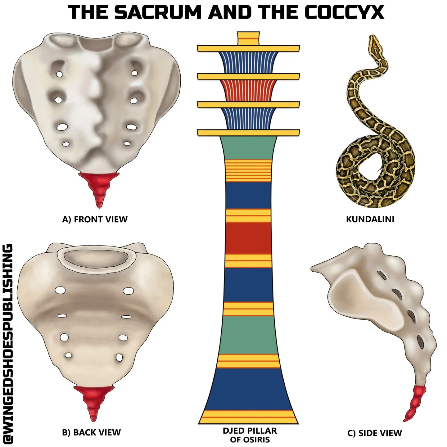 "The sacrum is our Holy Temple since it houses and protects the genital organs, plexuses, and lower subtle energy centres, all of which are involved in activating the Kundalini awakening process. The sacrum is also responsible for pumping the CS