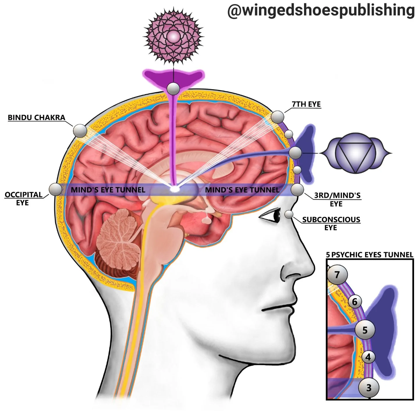 THE THIRD EYE (MIND'S EYE)
"The Third Eye, or Mind's Eye, is located slightly above and between the eyebrows. It serves as an energy portal that allows us to intuit the energetic form of the objects in our Third Dimension. The Third Eye gives us