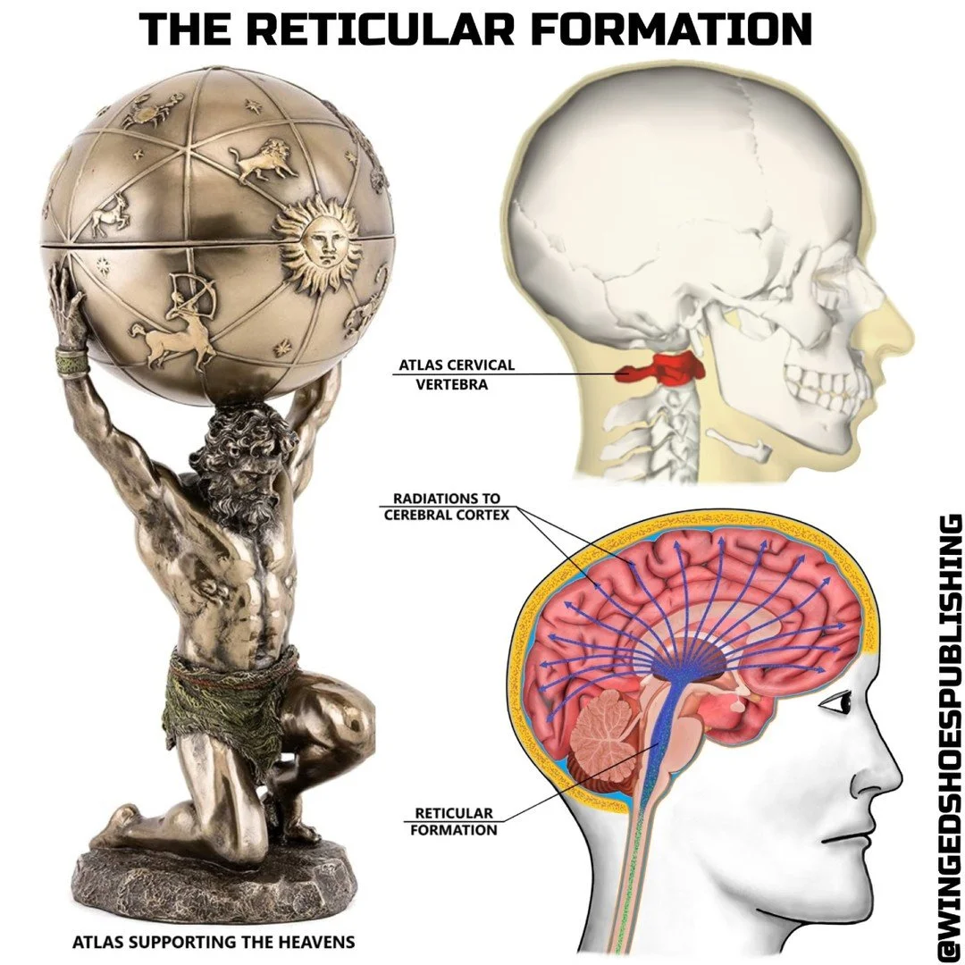 THE RETICULAR FORMATION
"The Reticular Formation directs our impressions of life and its activities, which results in Self-identifying with those impressions. The Self anchors to the physical body's sensations, whether good or bad and our consci