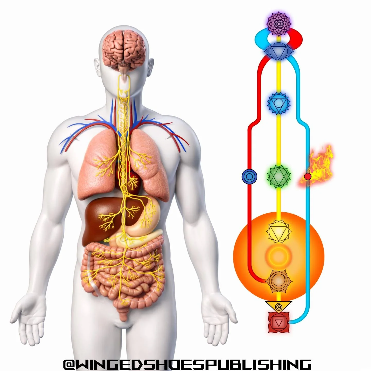 "The relationship between the Vagus Nerve and the Kundalini reveals a powerful bridge between the physical and energetic dimensions of the human system. Both follow a similar trajectory&mdash;originating in the lower regions of the body and asce