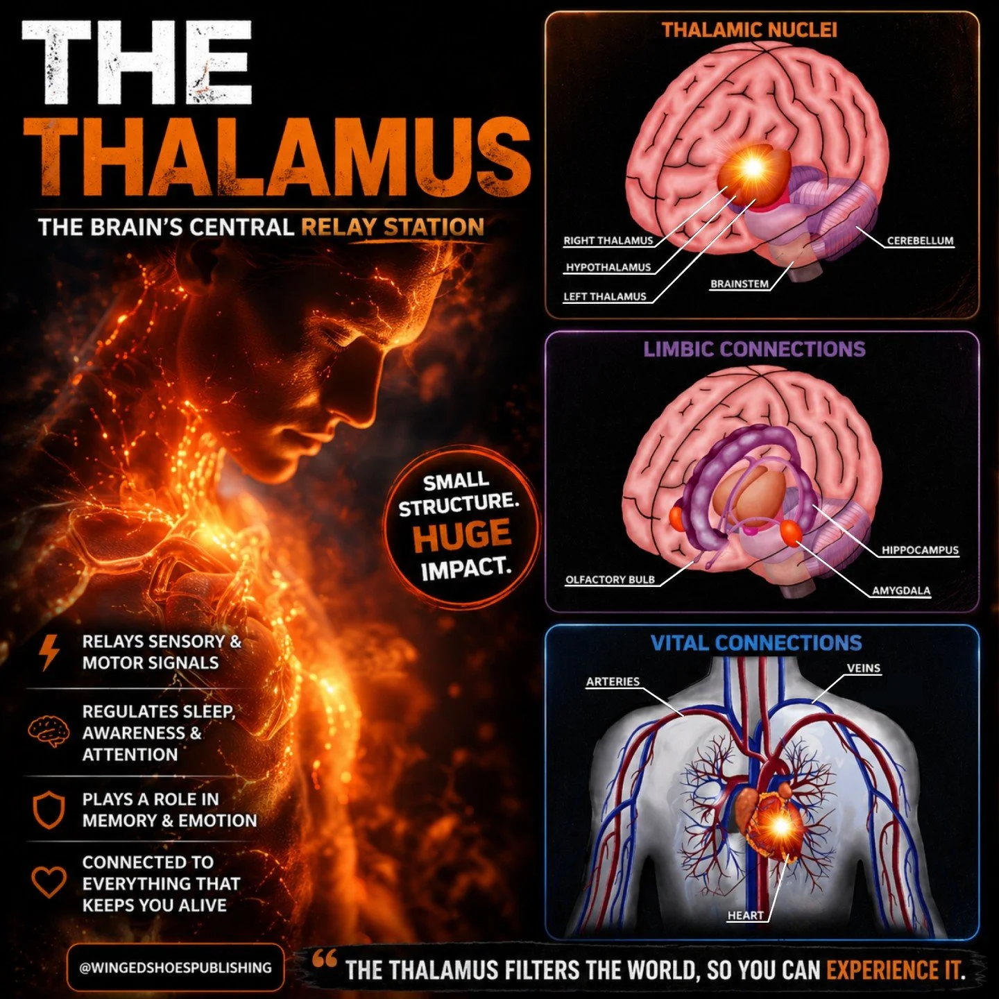 THE THALAMUS
"Many Ancient traditions, including the Egyptians, regarded the Thalamus as the Third Eye centre. As the Kundalini rises up the spinal column (Sushumna), it reaches the Thalamus at the top of the brainstem. According to Yoga and Tan