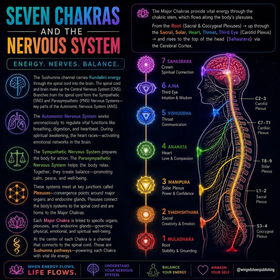 "The areas where the Sympathetic Nervous System and Parasympathetic Nervous System meet are centred around major body organs and endocrine glands. Referred to as "Plexuses," these convergence areas in the body's cavities form the most 
