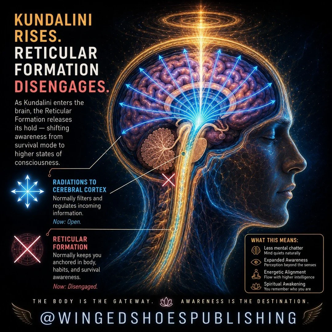 "The Reticular Formation is an intricate network of neurons extending from the spinal cord through the brainstem and into the thalamus and cerebral cortex. It functions as the brain&rsquo;s filtering system&mdash;often called the Reticular Activ