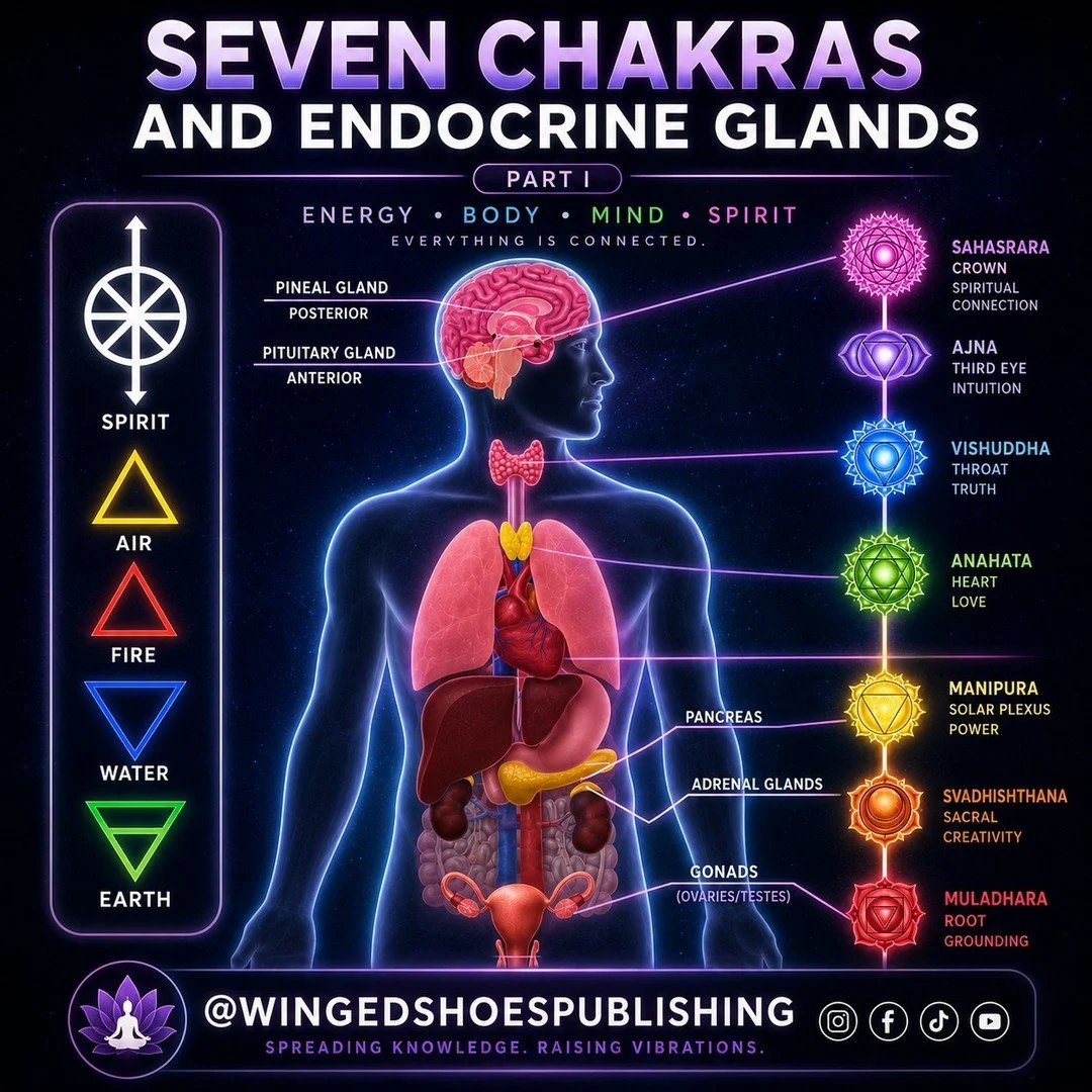 "Each of the Major Chakras is paired with an endocrine gland(s), and they govern their functions. In many cases, the individual Chakras affect the organs surrounding those glands as well. The endocrine system is part of the body&rsquo;s primary 