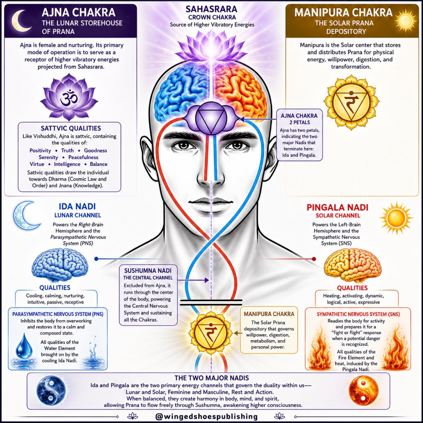 "Ajna Chakra is the Lunar storehouse of Prana, while Manipura is the Solar Prana depository. Ajna Chakra is female and nurturing, and its primary mode of operation is to serve as a receptor of higher vibratory energies projected from Sahasrara. 