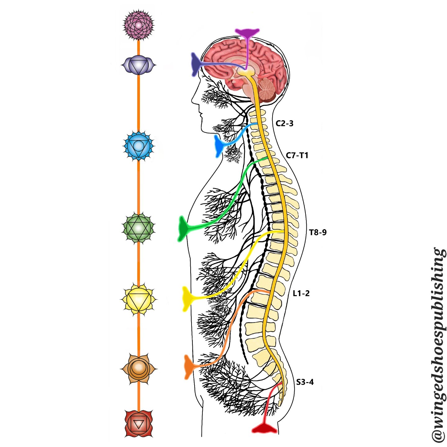 The areas where the Sympathetic Nervous System and Parasympathetic Nervous System meet are centred around major body organs and endocrine glands. Referred to as "Plexuses," these convergence areas in the body's cavities form the most vital 