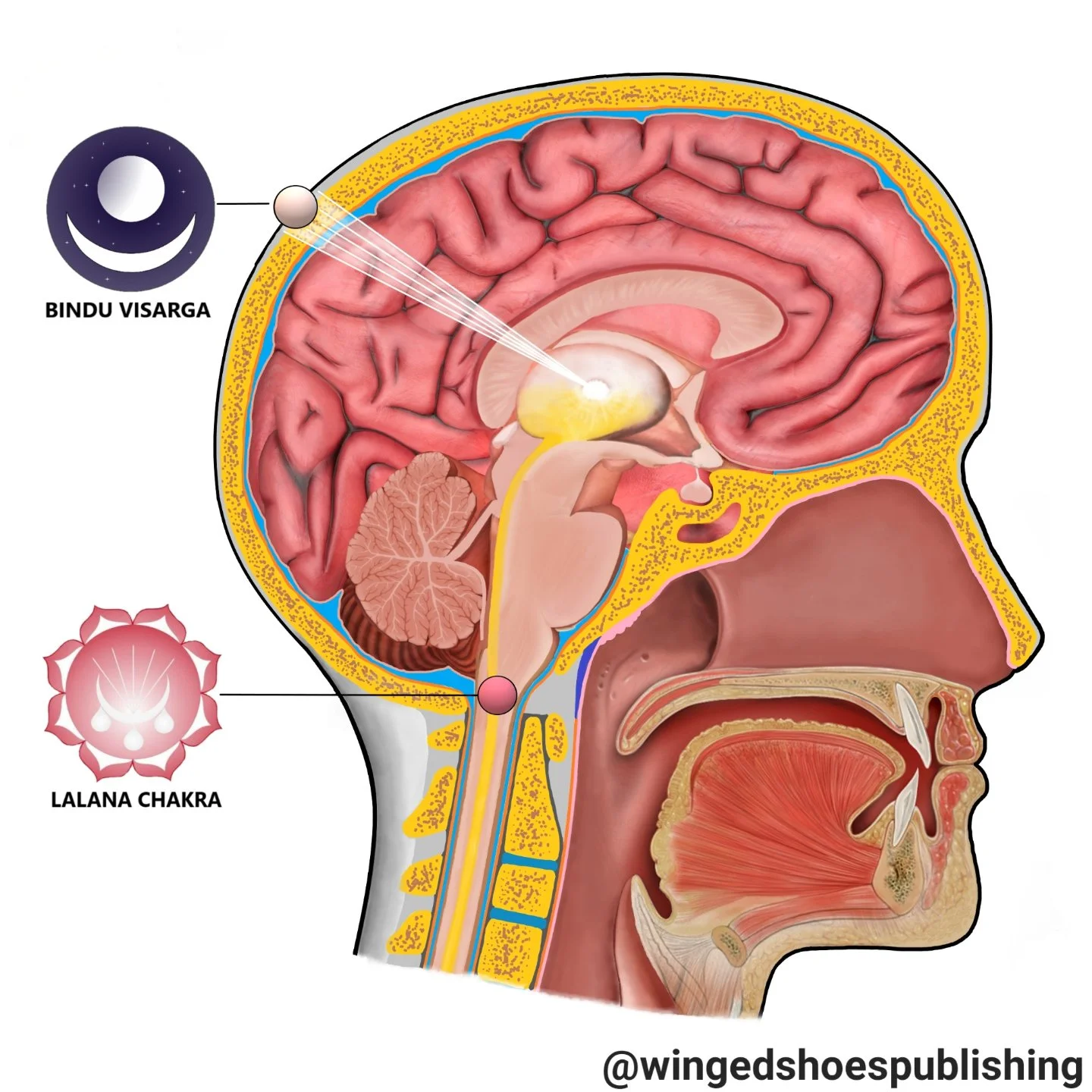Lalana is a mysterious Chakra, but a critical one, especially in the Kundalini awakened individuals. Utilizing the power of Lalana and Vishuddhi enables one to transform the Amrita into a more fine, Spiritual substance, which is used to energize and 