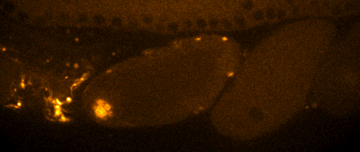 The lab’s very first CRISPR-derived strain — sep-1::mCherry