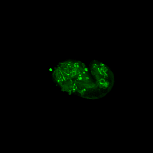 air-2::GFP