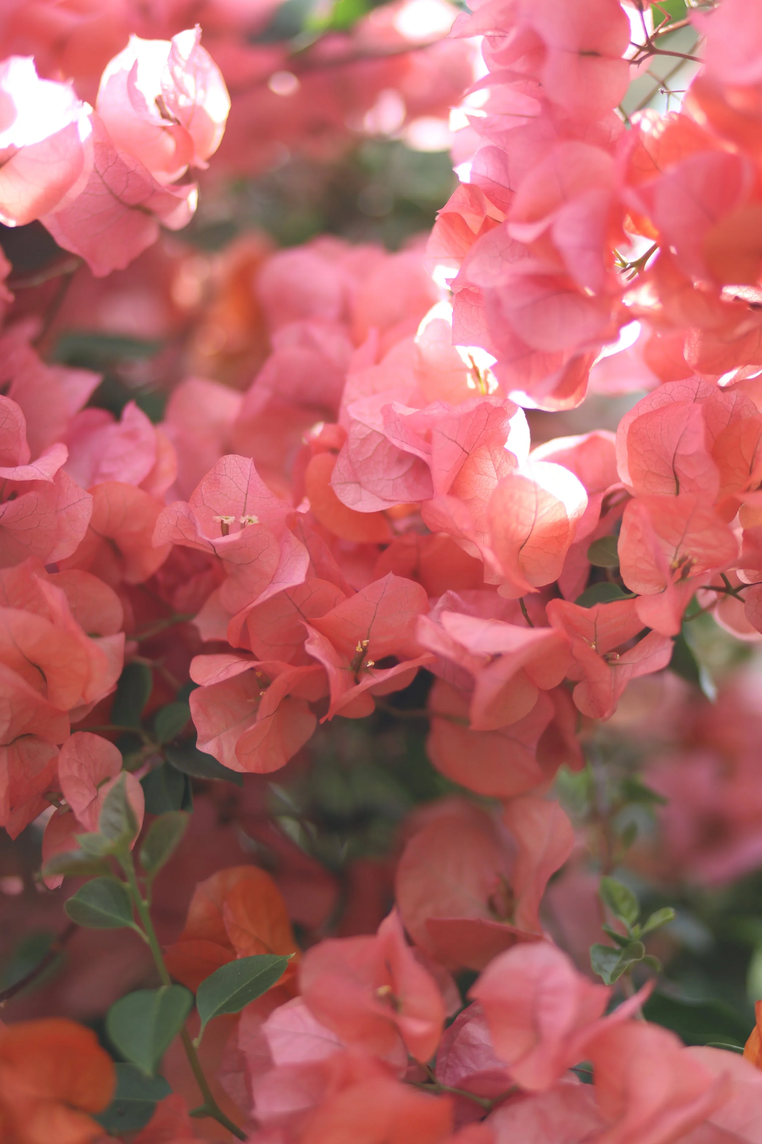 botanisk hage_9753.JPG