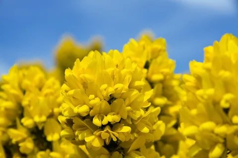 Gorse, known for restoring faith and helping you to see new possibilities