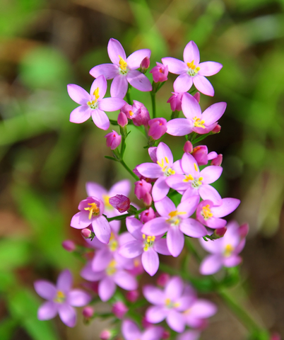 Centaury, to help strengthen the will