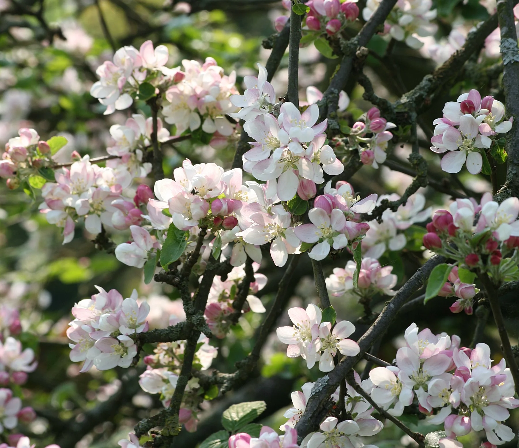 Alexis Smart Flower Remedies