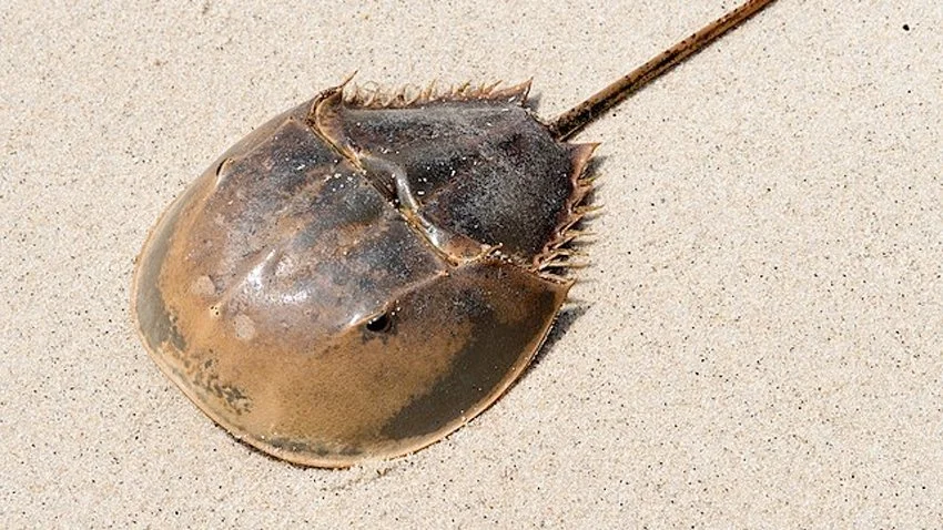 Protecting New York's Horseshoe Crabs