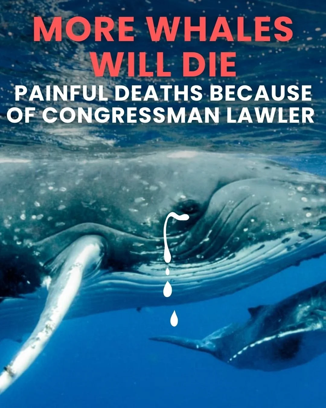 In sad news, H.R. 9436 passed the House.
 
Shame on Congressman Lawler for spearheading this policy which will endanger North Atlantic Right Whales🐋

Check out how your Congress Representative voted here: https://clerk.house.gov/Votes/2026291?BillNu