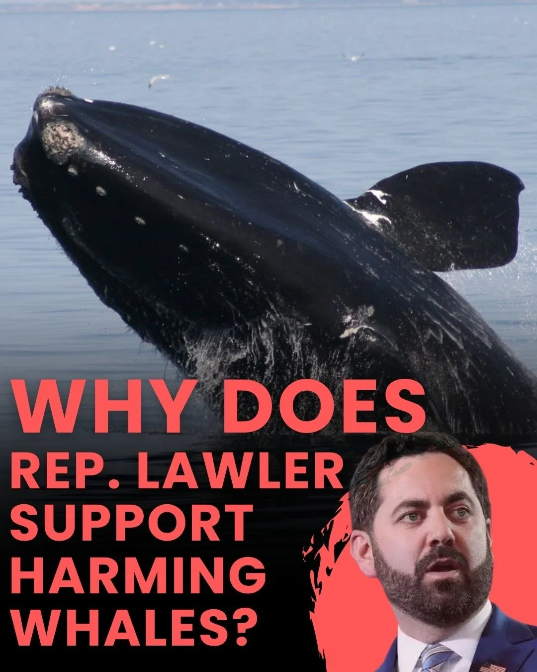 "Whales are one of our planets most majestic and loved creatures. We may lose the endangered Right Whale forever if we don&rsquo;t implement important protection measures. A new poll demonstrates that in Congressman Lawler&rsquo;s district, publ