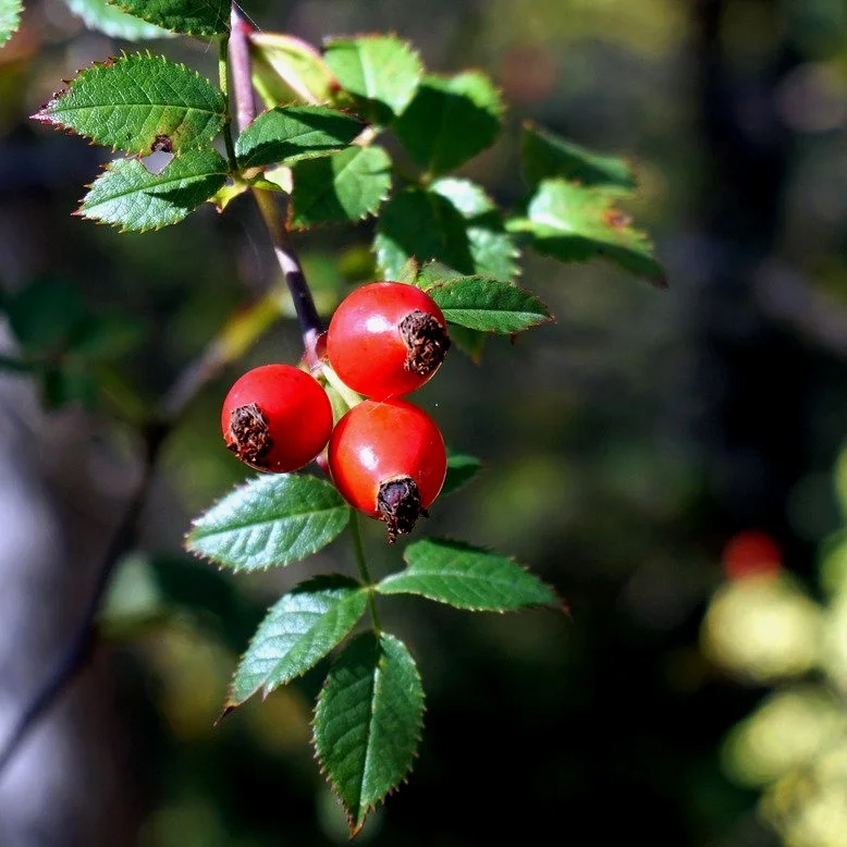 rosehip.jpg