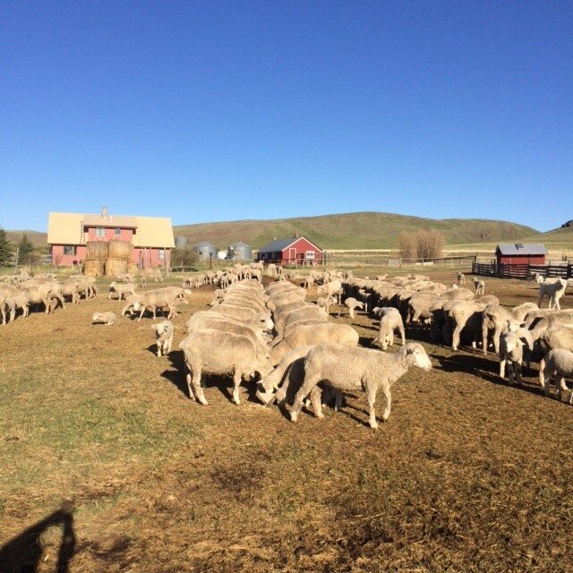 sheep at feed troughs.jpg