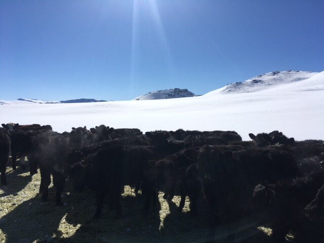 winter cattle on feed ground.jpg