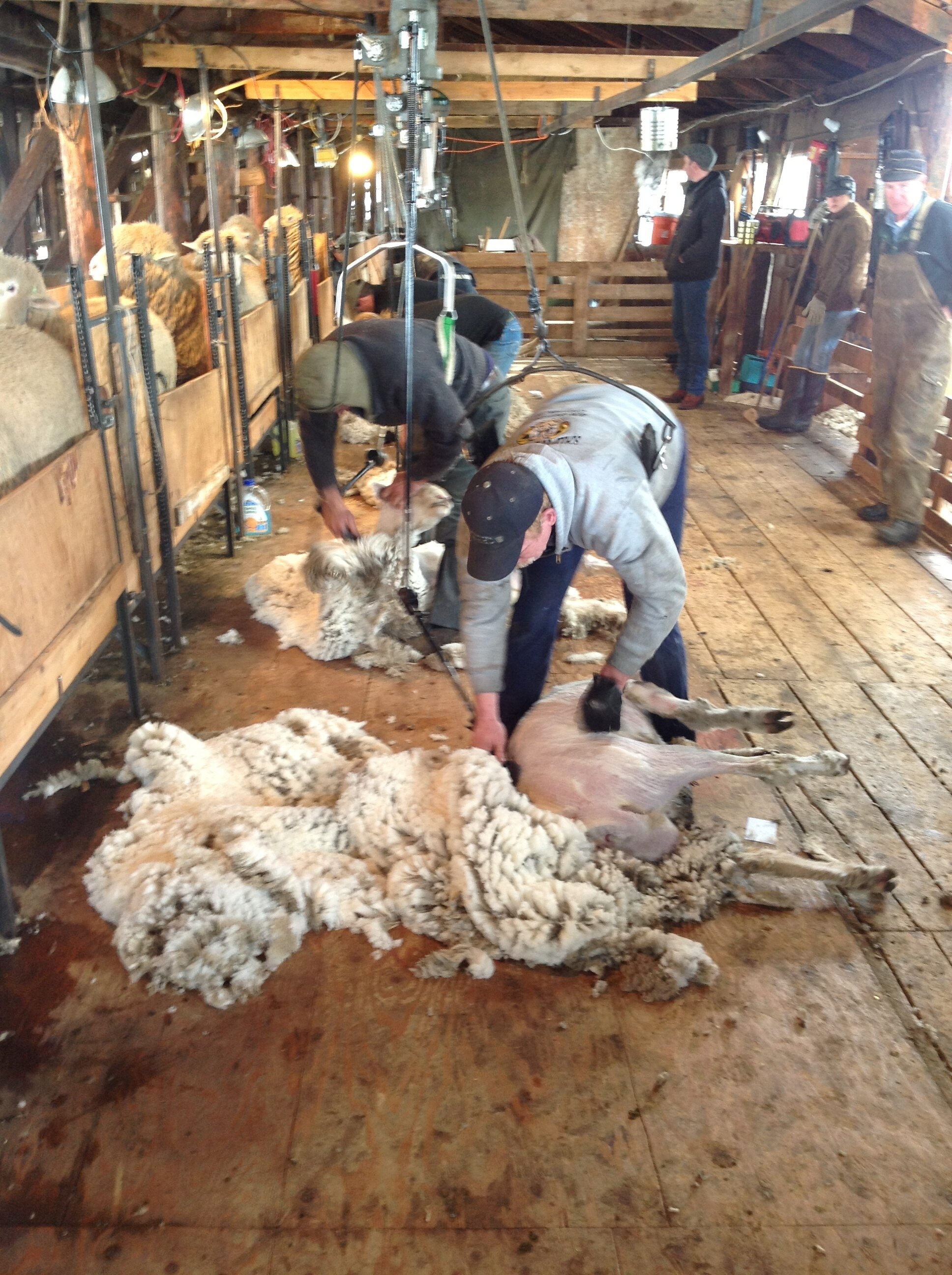 sheep shearers.jpg
