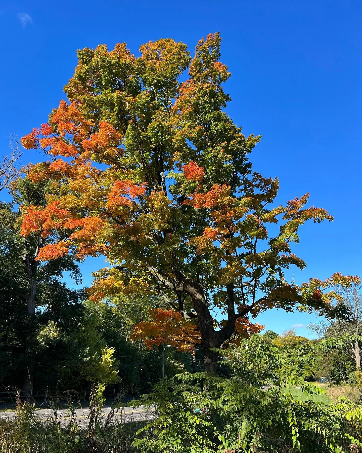 Leaves are rapidly changing here at The Discovery Center! The first photos in each sequence were taken on Friday and the second photo taken today. Don&rsquo;t miss the beautiful colors! 
#strawberrymansion #fallfoliage #philadelphia #autumn #naturewa