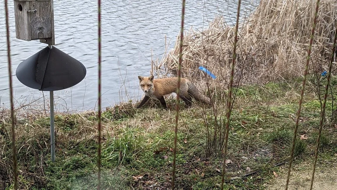Spotted this morning by a staff member outside of the office window. As he said, &ldquo;My new colleague at the office has a certain, I dunno, slyness about him.&rdquo; 

You never know what you&rsquo;re going to see at The Discovery Center!

📷 @fri