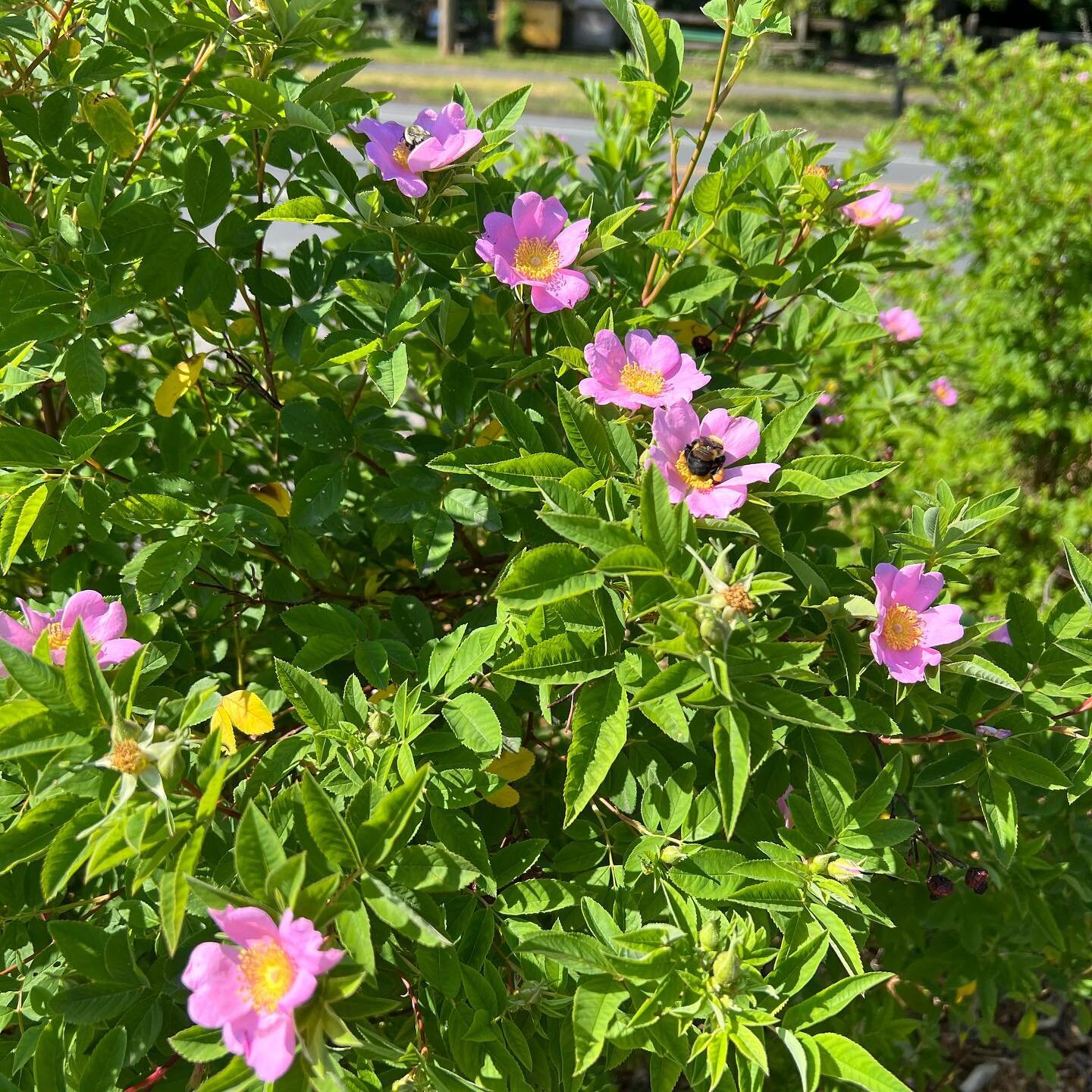 If you&rsquo;re in the parking lot of The Discovery Center, you might notice a new delightful smell! The Virginia Roses (Rosa virginiana), a native rose that loves full sun, bloomed overnight! The bees are already pollinating and the pink petals look