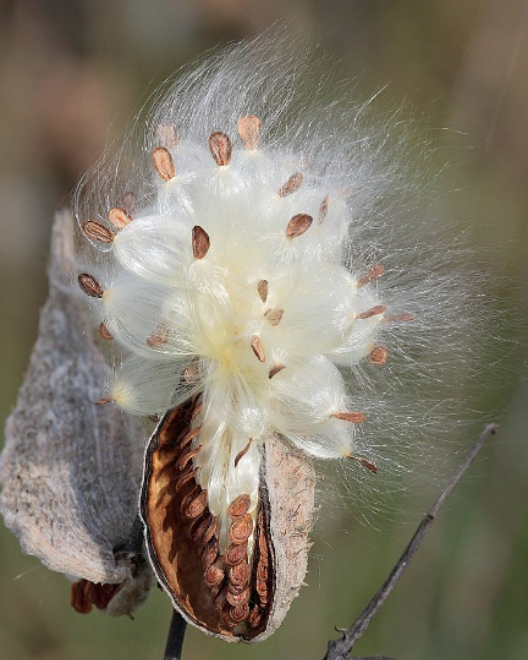 Nature Journaling: Plants for Birds