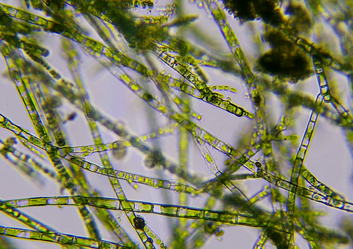 Aquatic Saturday: Micro &amp; Macro!