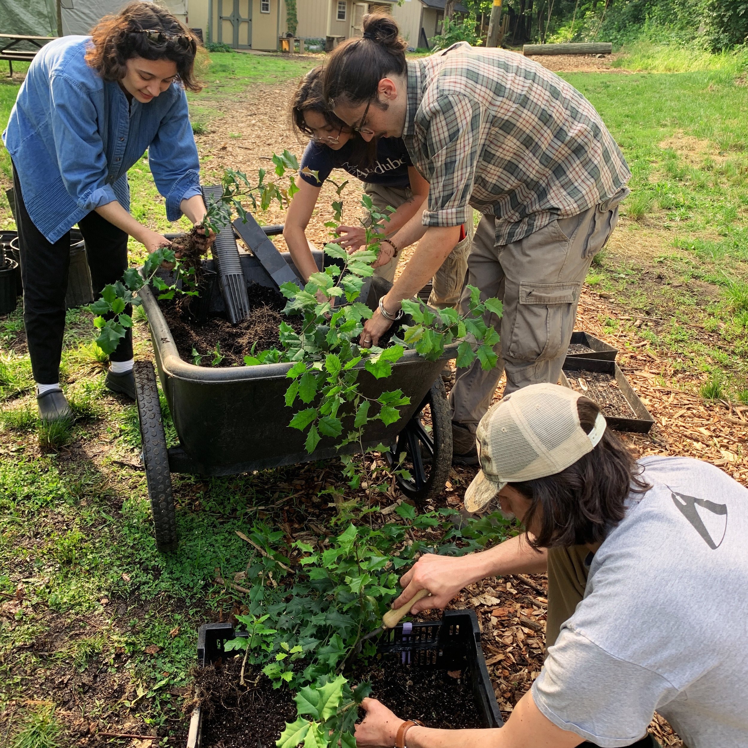 Native Plant Volunteer Night