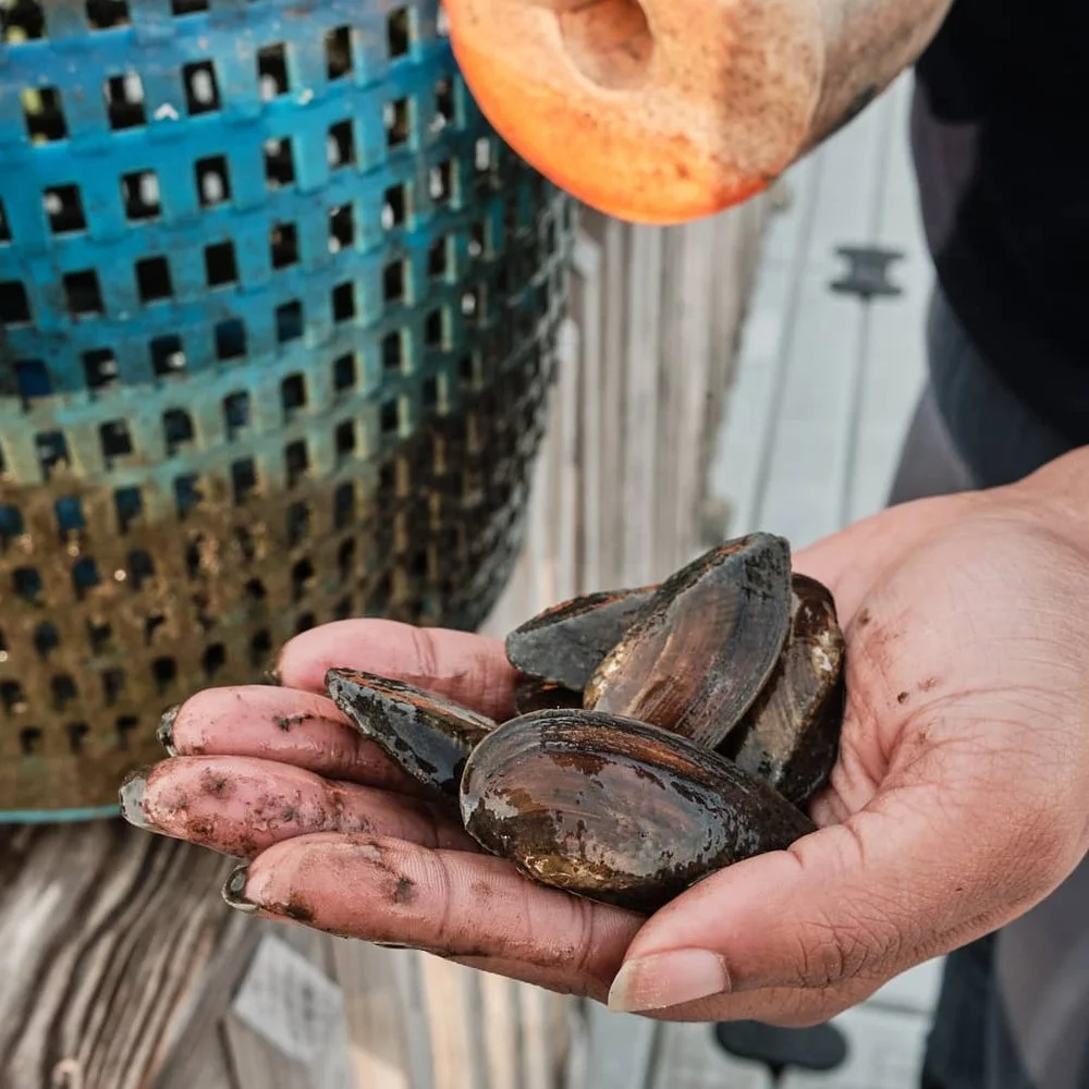 Aquatic Saturday: Clever Critters &amp; Mussel Maniacs