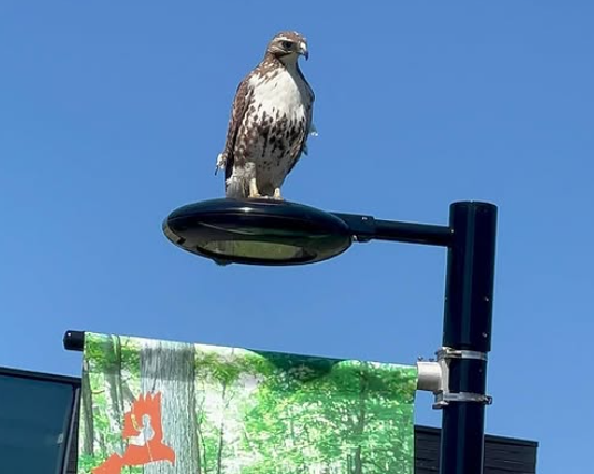 BirdPhilly Morning Bird Walk!